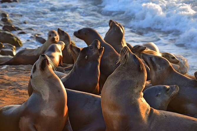 1.5 Hour Walking Tour from La Jolla in San Diego - Starting on Prospect Place: How the Tour Works