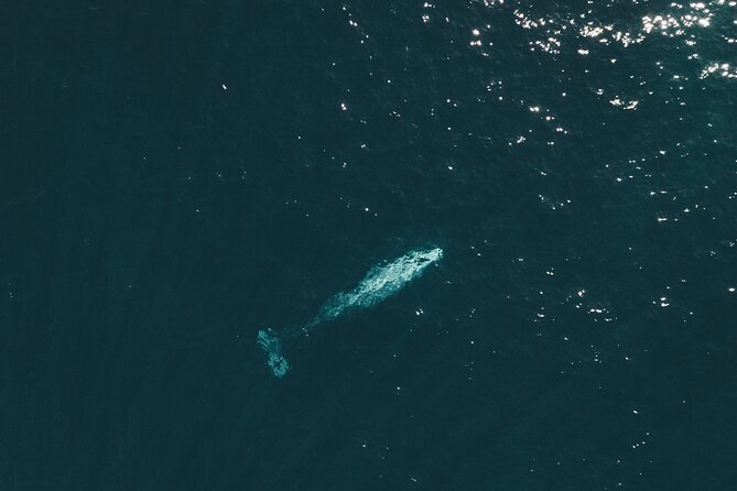 2 Hour Whale Watching Kayak Tour for Two - The kayak tutorial and safety rules you’ll use right away