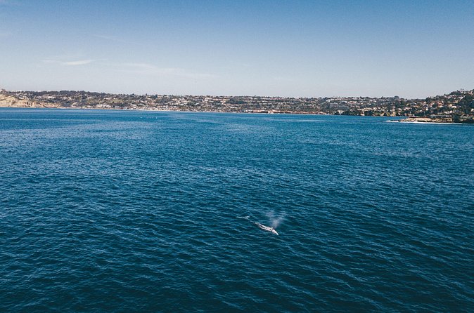 2 Hour Whale Watching Kayak Tour for Two - What you might actually see (and why “no whales” can still be a win)