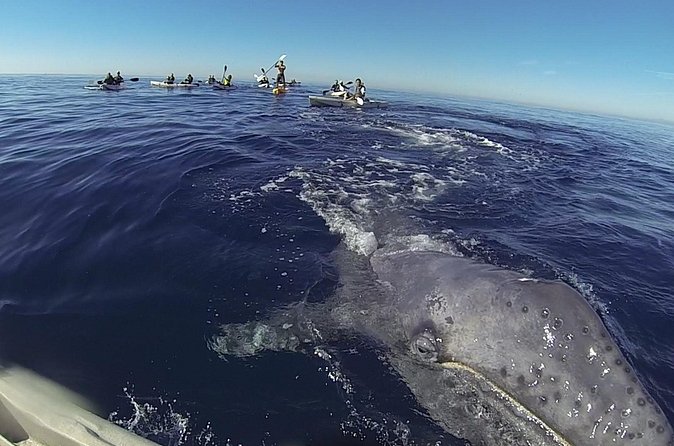 2 Hour Whale Watching Kayak Tour for Two - How the guides create an easy-going, small-group vibe