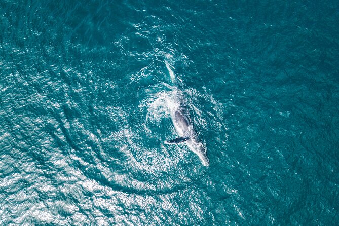 2 Hour Whale Watching Kayak Tour for Two - Gear, weight limits, and what to wear in real La Jolla weather