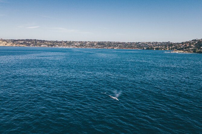 2 Hour Whale Watching Kayak Tour for Two - Price and value: $119 for two, with guidance and equipment