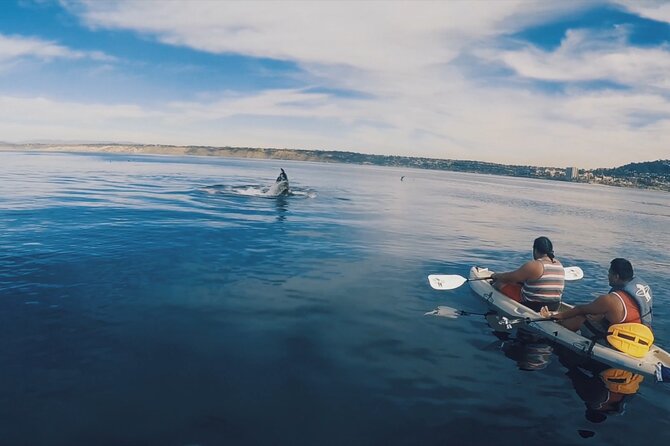 2 Hour Whale Watching Kayak Tour for Two - Check-in at 2261 Avenida De La Playa: get set up without stress