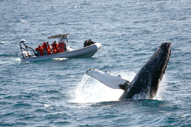 3-Hour Guided Whale and Dolphin Watching Experience in San Diego - Key things I’d plan around