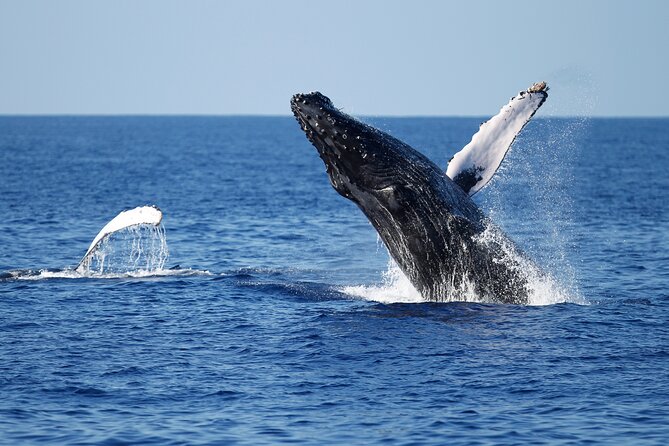 3-Hour Guided Whale and Dolphin Watching Experience in San Diego - The vibe: a 3-hour wildlife safari that moves fast
