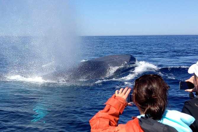 3-Hour Guided Whale and Dolphin Watching Experience in San Diego - What happens once you’re on the water