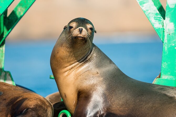 3-Hour Guided Whale and Dolphin Watching Experience in San Diego - Dress warm: San Diego whale watching runs cold