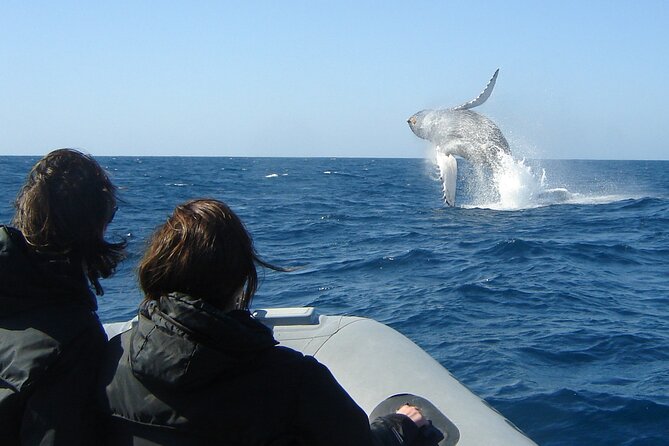 3-Hour Guided Whale and Dolphin Watching Experience in San Diego - Whales, dolphins, sea lions: what you can actually expect