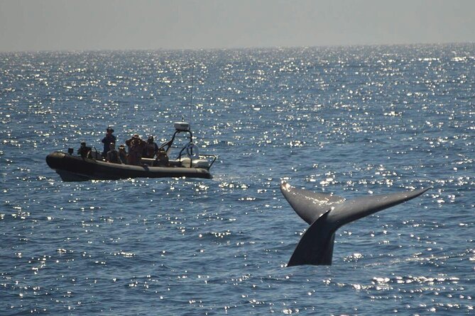 3-Hour Guided Whale and Dolphin Watching Experience in San Diego - The captains: what makes the spotting feel worth it