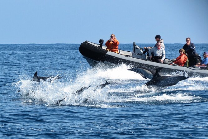 3-Hour Guided Whale and Dolphin Watching Experience in San Diego - Comfort vs cost: is $149 good value?