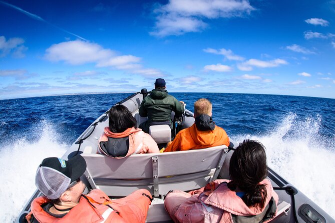 3-Hour Guided Whale and Dolphin Watching Experience in San Diego - Meet at Adventure Whale Watching in Harbor Island