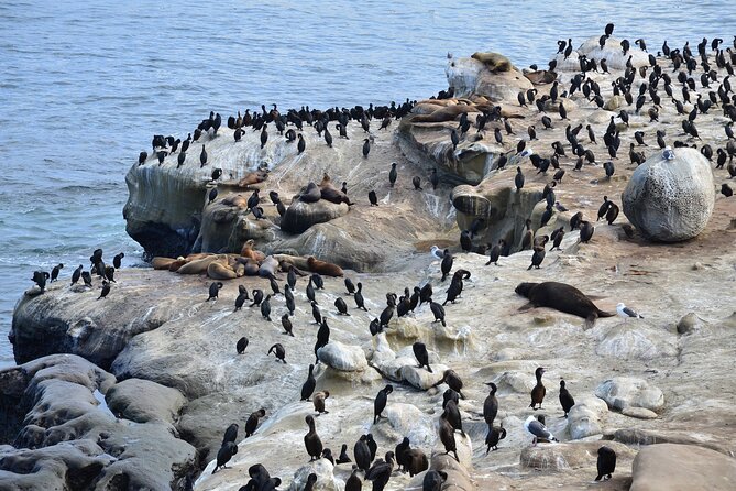 A Seaside Stroll: La Jolla's Hidden Treasures Self-Guided Tour - Ellen Browning Scripps Park: where nature meets people