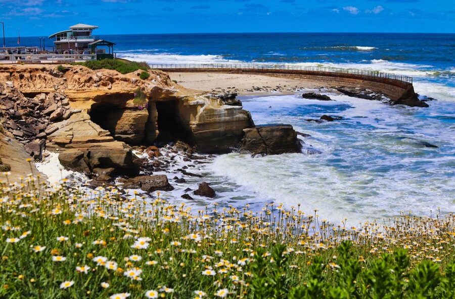 A Seaside Stroll: La Jolla's Hidden Treasures Walking Tour - Down to La Jolla Cove: cormorants and lounging seals