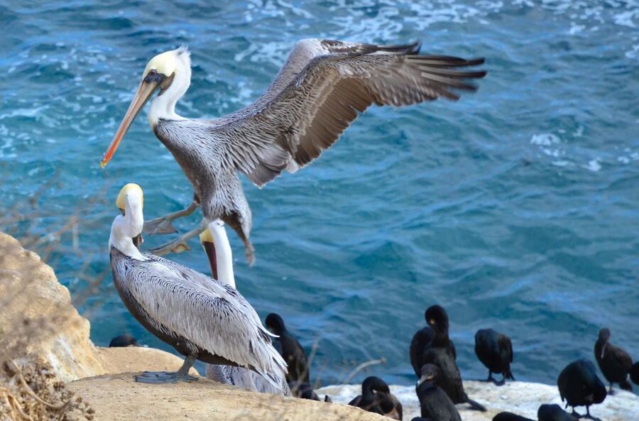 A Seaside Stroll: La Jolla's Hidden Treasures Walking Tour - App-first design: go at your pace, listen longer when you want