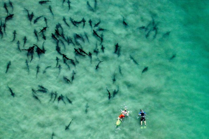 All Day Snorkel Package with Wetsuit Rental - Key things I’d tell a friend before you rent