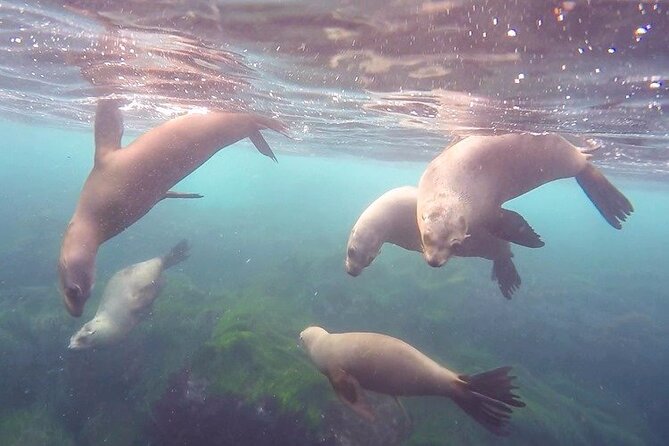 All Day Snorkel Package with Wetsuit Rental - La Jolla snorkeling feels different with gear already handled
