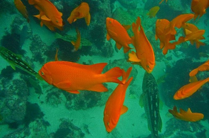 All Day Snorkel Package with Wetsuit Rental - Wildlife you can realistically spot in these waters