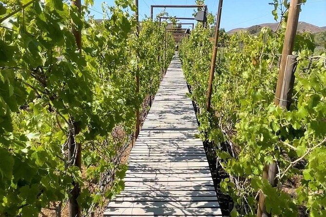 All-Inclusive Private Wine Tour in Baja - Meeting Point in San Diego and When You’ll Start