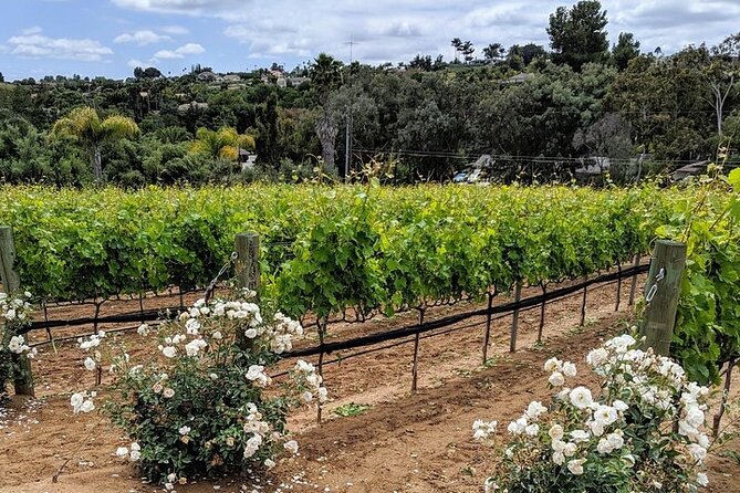 Chauffeured Adventure to Local San Diego Vineyards - The grapes-on-the-vine moment: it changes how you taste