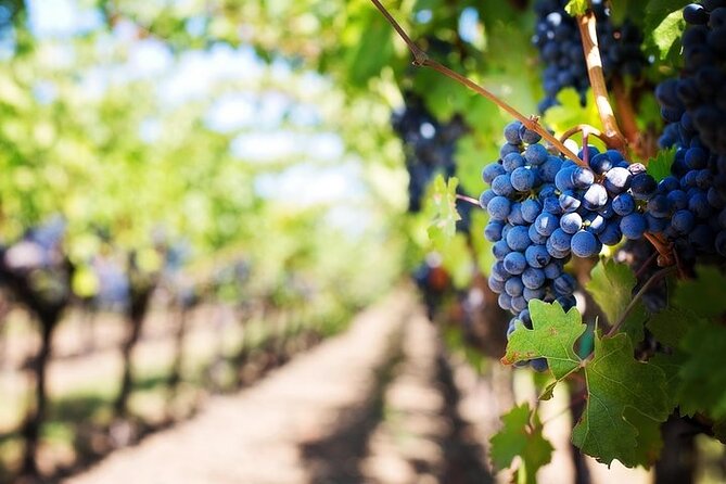Chauffeured Adventure to Local San Diego Vineyards - Guided winery tours and the value of having a real interpreter