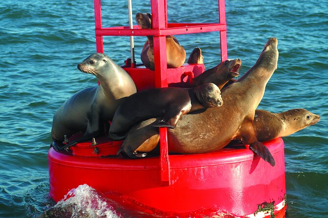 City Cruises San Diego: Whale and Dolphin Watching Adventure - Entering San Diego Bay: Where the Tour Starts and What You’ll See First