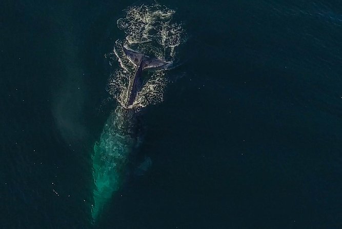City Cruises San Diego: Whale and Dolphin Watching Adventure - What You’re Likely to Spot: Beyond the Whale Checklist