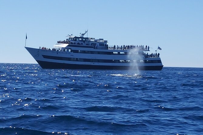 City Cruises San Diego: Whale and Dolphin Watching Adventure - Captain Commentary and Naturalists: Why Learning Changes the Viewing