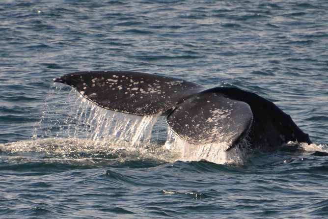 City Cruises San Diego: Whale and Dolphin Watching Adventure - Comfort on Deck: Seating, Restrooms, and Motion-Sickness Reality