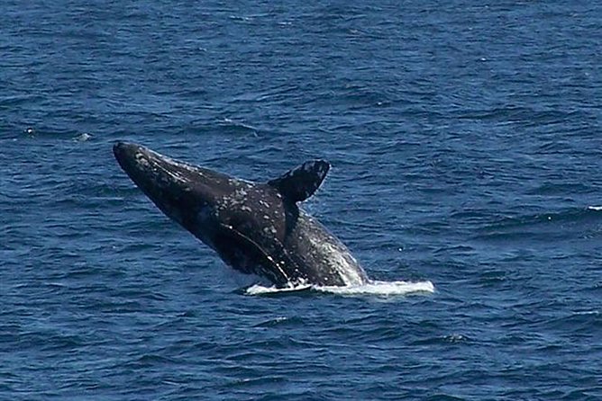 City Cruises San Diego: Whale and Dolphin Watching Adventure - The Whale-Check Guarantee: How to Think About Risk and Reward