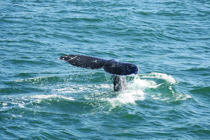 City Cruises San Diego: Whale and Dolphin Watching Adventure - Dec–Apr Gray Whales: Why the Season Makes This Worth Your Time
