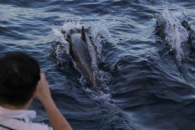 Dolphin and Whale Watching Sunset Cruise - Key highlights before you go