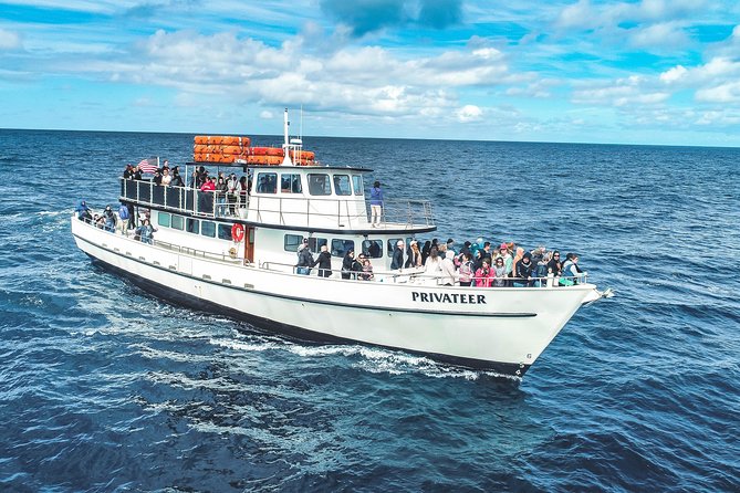 Dolphin and Whale Watching Sunset Cruise - Mission Bay sunset cruise: what 2–3 hours feels like