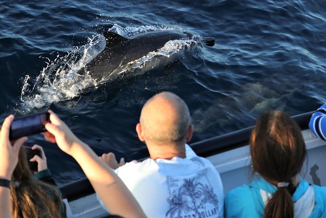 Dolphin and Whale Watching Sunset Cruise - Who this cruise is perfect for