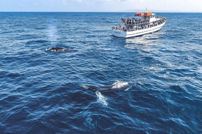 Dolphin and Whale Watching Sunset Cruise - Practical planning: meeting point and timing that keeps stress low