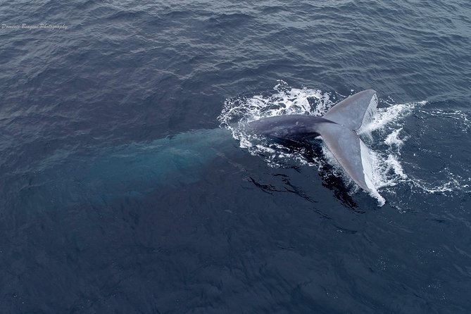 Dolphin and Whale Watching Sunset Cruise - What the certified guide adds (and why it makes spotting easier)