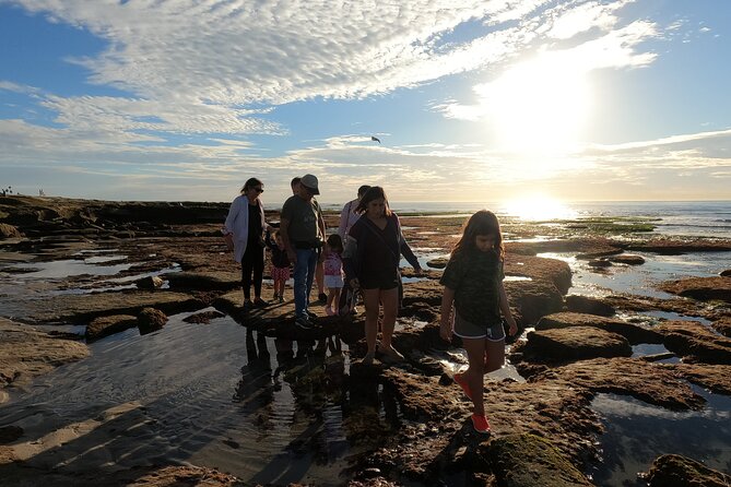 Explore San Diego Tide Pools with a Marine Biologist - Key takeaways before you go