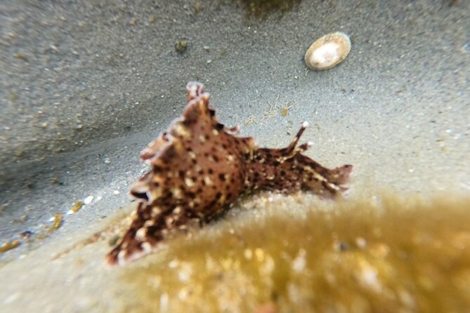 Explore San Diego Tide Pools with a Marine Biologist - Duration and group size: what pacing feels like