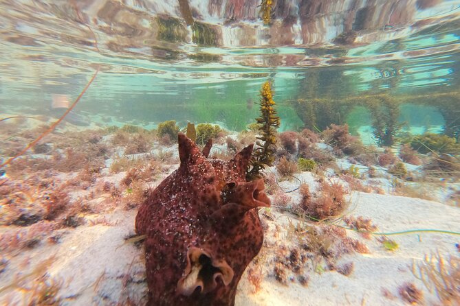 Explore San Diego Tide Pools with a Marine Biologist - Price and value: is $32 per person worth it?