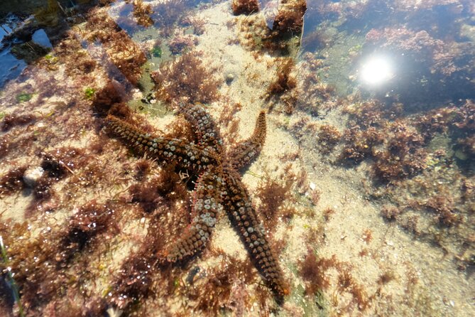 Explore San Diego Tide Pools with a Marine Biologist - Meet at 333 Coast S Blvd and start with tide-pool safety
