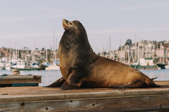 Glow Nightime Pedal Boat Rental in San Diego Bay - Families, couples, and dog owners: who this is best for