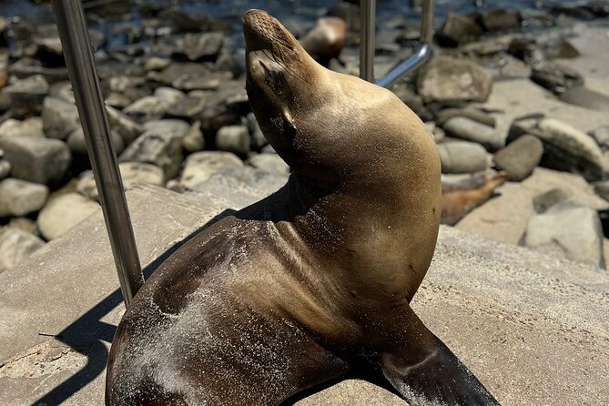 Guided Historic La Jolla Village Walking Tour - Price and value: what $59 buys you