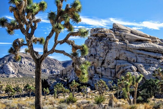 Joshua Tree NP Tour from San Diego (Private) - Key points before you go