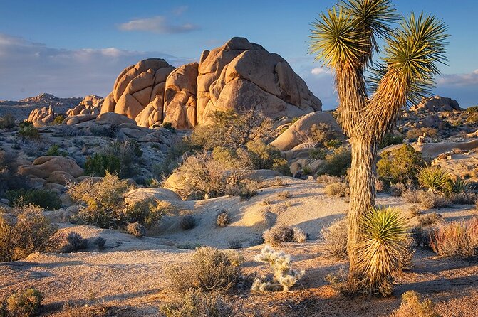 Joshua Tree NP Tour from San Diego (Private) - Private Joshua Tree from San Diego: the “right-sized” desert day
