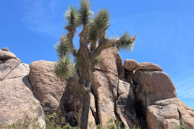Joshua Tree NP Tour from San Diego (Private) - The hike stop: how to choose a trail without over-planning