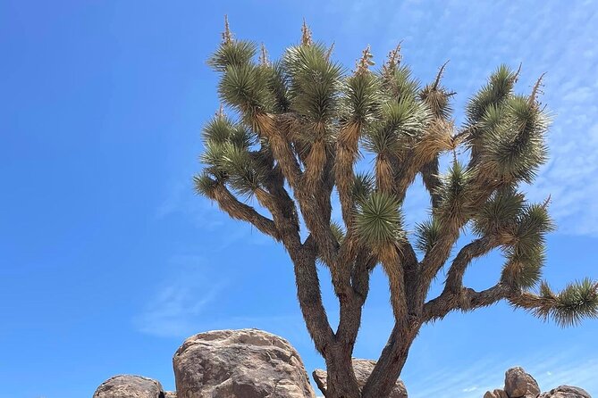 Joshua Tree NP Tour from San Diego (Private) - Price and value: paying for control on a long day