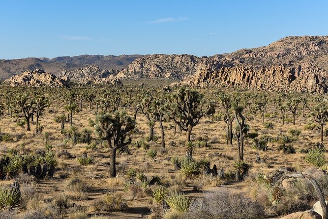 Joshua Tree NP Tour from San Diego (Private) - Practical tips to make your day smoother