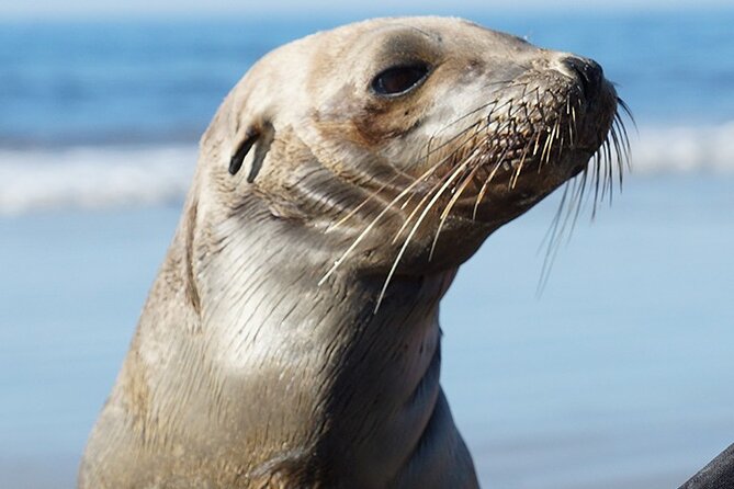 Kayak Rental for Two People in La Jolla - 90 minutes of paddling: how the self-paced part works