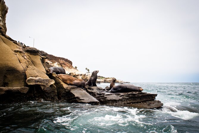 Kayak Tour of the 7 Caves - Wildlife You Might See: Sea Lions to Leopard Sharks