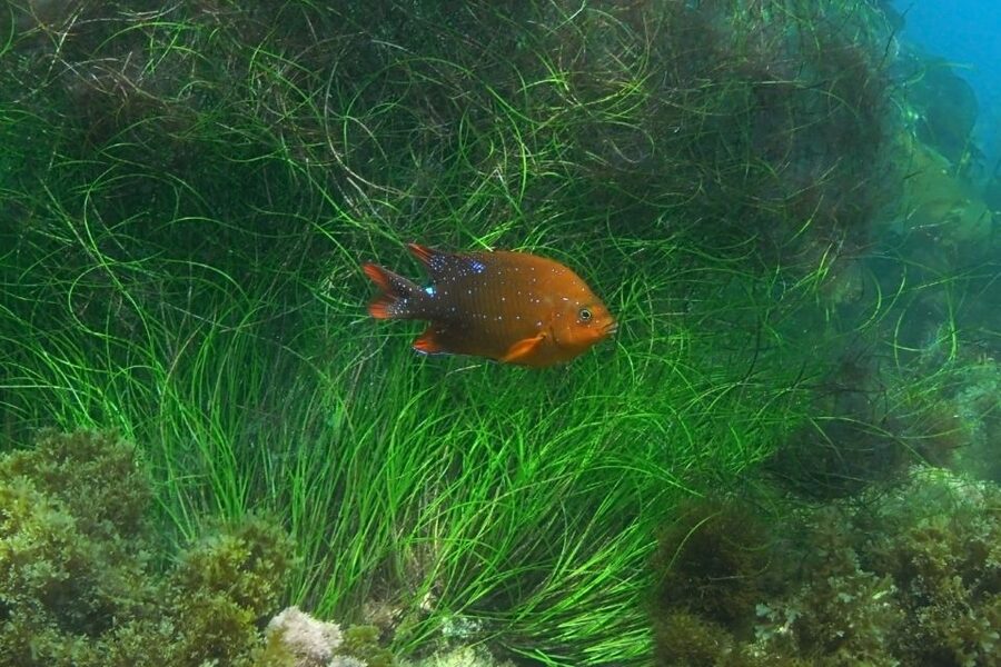 La Jolla: 2.5-Hour Kayak and Snorkel Tour - Sea caves and underwater schooling, all in one outing