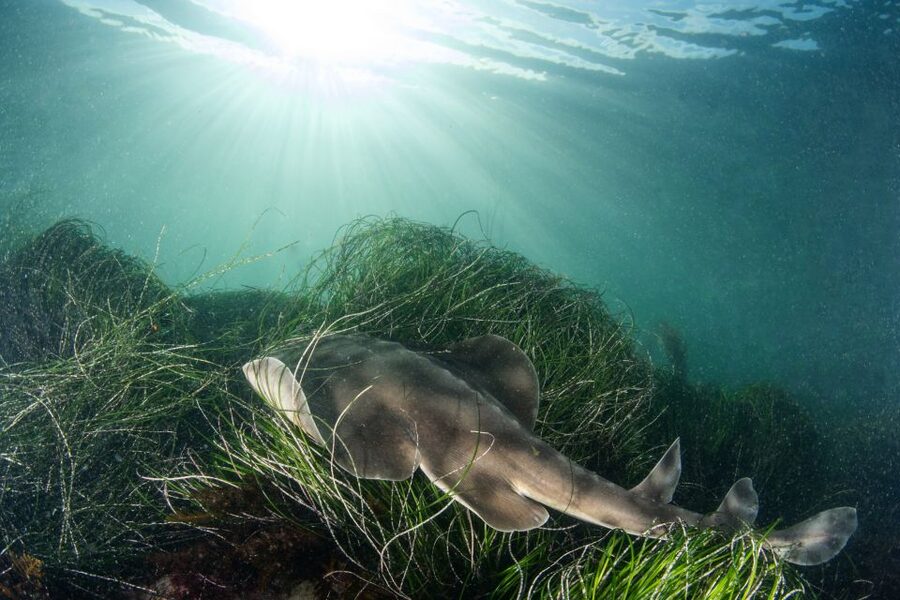 La Jolla: 2.5-Hour Kayak and Snorkel Tour - The 150-minute flow: paddle out, snorkel twice, kayak back